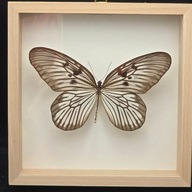 Motyl w gablotce Idea Blanchardi Kuehni