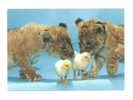 Pocztówka - Lwiątka i pisklaki, czyli A to co ?