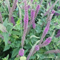 Ożanka hyrkańska - 500 nasion