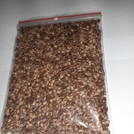 Modrzew europejski NASIONA 20g (ok 5000szt)