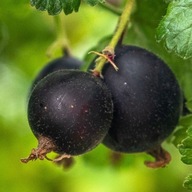 Porzeczkoagrest Josta krzaczasty – duże, soczyste owoce