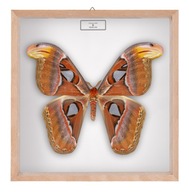 Motyl w gablotce Attacus atlas - samica 2