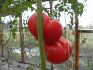 Pomidor GUIDO fantastyczna odmiana z Meksyku nasiona kolekcjonerskie