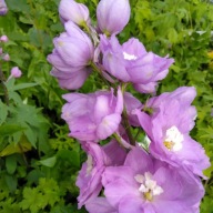 Ostróżka Delphinium Pacific Astolat
