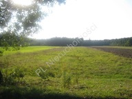 Działka, Retniowiec, Lipce Reymontowskie, Skierniewicki, 36500 m²