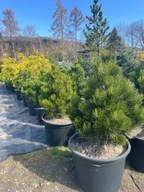 Sosna bośniacka Compact Gem 80-90cm