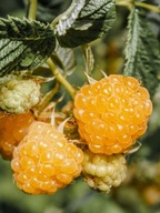 Malina żółta 'Golden Queen' P9 20cm