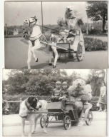 Dwa Zdięcia Zakopane Niedzwiedz