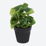 Sztuczna roślina Begonia sukulent