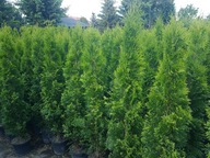 Tuja Szmaragd 160-170cm Ukorzenione Donica 5l
