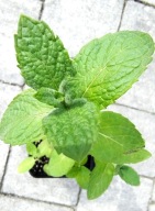 Mięta włoska omszona Mentha villosa 9X10cm P9 Smak lata !!! --- 4 sztuki --