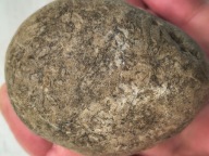 Skamieniałe koralowce algi glony agaty muszlowe