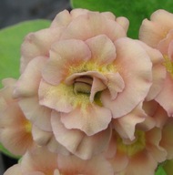 PIERWIOSNEK ŁYSZCZAK ##### HOPLEYS COFFI ##### PRIMULA PRYMULA