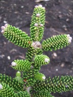 ŚLICZNA MINIATURKA Jodła koreańska 'Oberon' Abies koreana