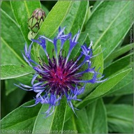 chaber górski sadzonki,,,