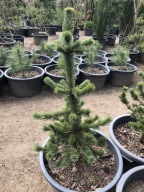 SOSNA OŚCISTA 'PINUS ARISTATA' 110CM wys. FOTKI !!