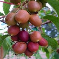 MINI KIWI Aktinidia GENEVA żeńska 2L WYSOKA ODPORNOŚĆ, DUŻO OWOCÓW!