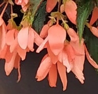 Begonia Bonaparte Night Fever Papaya WISZĄCA