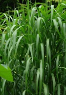 MISKANT OLBRZYMI GIGANTEUS MEGA DUZY DO 4 METRÓW