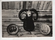 Duszniki Zdrój, Schronisko Pod Muflonem, -D61