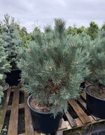 Sosna Watereri 80-90cm