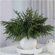 ŻYWE NATURALNE GAŁĄZKI Z CISA 30 SZTUK PO 40 CM NA OZDOBY ŚWIĄTECZNE WIANKI