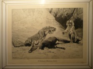 W. Kuhnert, Dwa tygrysy i ich ofiara, oryg. 1892