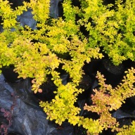 Berberys thunberga Aurea