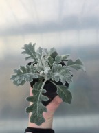 Starzec popielaty bylina