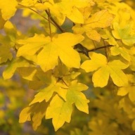 Klon Polny acer campestre duze sadzonki 80 cm !!!