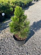 Sosna bośniacka Compact Gem 50-60cm