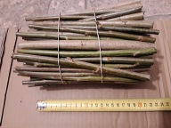 WIERZBA KRUCHA SZTOBRY 100 SZTUK MIODODAJNA ULE żywopłot zalesienia