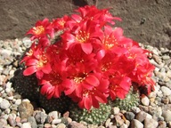 Kaktus ,Rebutia minuscula v. czerwony kwiat