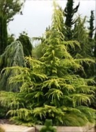 Cedr Golden Horizon (Cedrus deodara 'Golden Horizon') C5 30/40cm
