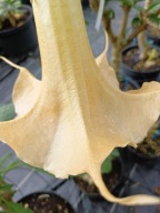 Brugmansia datura o kremowych pojedynczych kwiatach