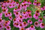 Jeżówka Purpurowa Miododajna