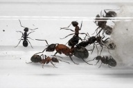 Mrówki Formica sanguinea królowa + 3-5 robotnic po zimowaniu