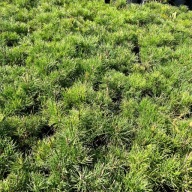 Sosna górska - kosodrzewina 'Pumilio' Duża Trzyletnia (Pinus mugo) P13