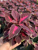 Koleus Coleus Pokrzywa liście ozdobne sadzonka -