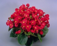Begonia semperflorens Super Olympia Red WYTRZYMAŁE KWIATY