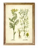 ZIOŁA, reprint grafiki, WROTYCZ, RUMIANEK, obraz vintage do kuchni A3