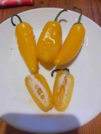 Papryka Lemon Drop Aji Limon z Peru bardzo plenna ostra nasiona