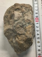 Skamieliny, minerały, koralowce