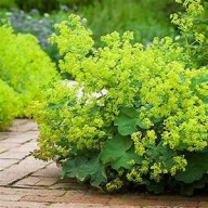 Przywrotnik Ostroklapowy Sadzonka P9