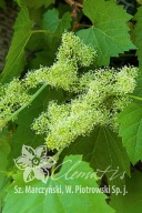 winorośl pachnąca 'Tomek' Vitis riparia 'Tomek'