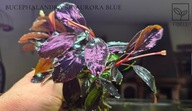 Bucephalandra sp. Aurora Blue-kolekcja od fibell