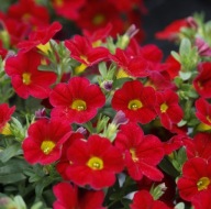 Calibrachoa M.Fam. Uno Red SŁONECZNE KWIATY DO SKRZYNEK