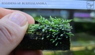 Fissidens sp. "Bucephalandra" – Rzadki i Unikalny 15 gałązek od fibell