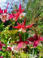 Orlik sadzonka orliki czerwony ecru piękny kwiat długo kwitnie