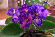 FIOŁEK AFRYKAŃSKI ### RS MIROZDANIE ### 1 LIŚĆ